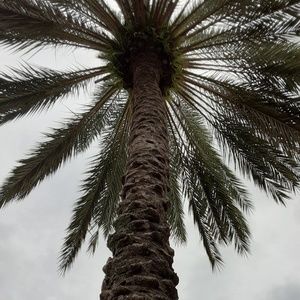 Meet your Posher, Morgana